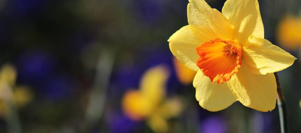 Весенние лилии: первые нарциссы расцвели в Ботаническом саду МГУ