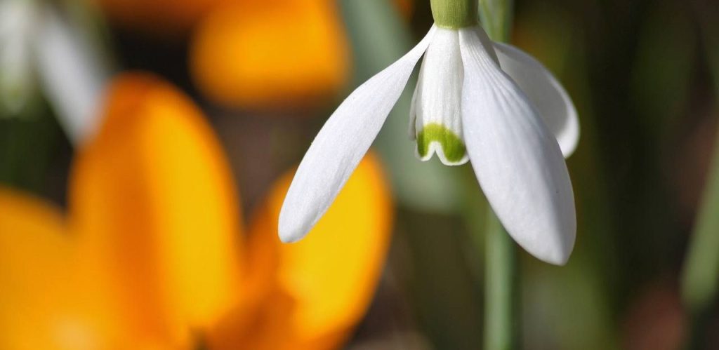 Дыхание весны: первые подснежники расцвели в Ботаническом саду МГУ