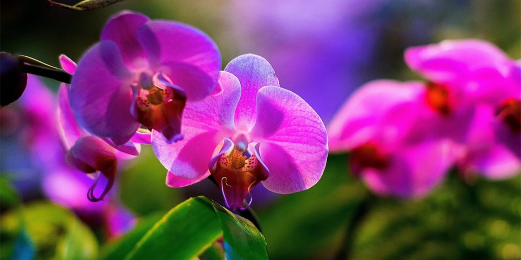 От белоцветника до сакуры: Ежегодный Весенний фестиваль цветов стартует в Ботаническом саду МГУ