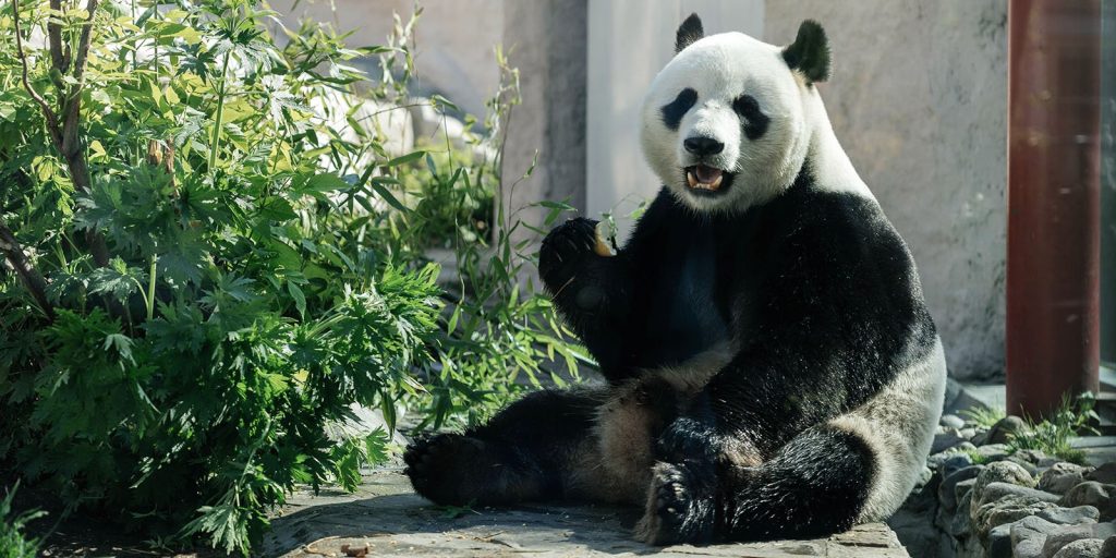 Тезкам Катюши и посетителям в костюме вход бесплатный: акция «Пандомания» стартовала в Московском зоопарке