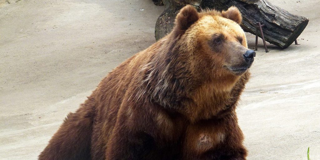 Весна пришла: медведи Роза и Аладдин вышли из спячки в Московском зоопарке