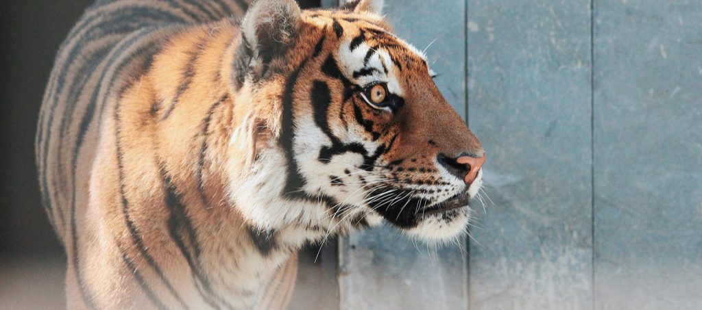 Особо обаятельный кот: киперы Московского зоопарка рассказали о жизни амурского тигра Тихона