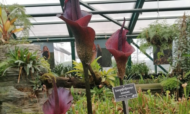 Мясной цветок: в Ботаническом саду МГУ расцвел «Язык дьявола»