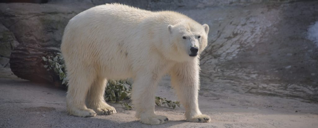 Киперы Московского зоопарка подарили новую игрушку белому медведю Диксону