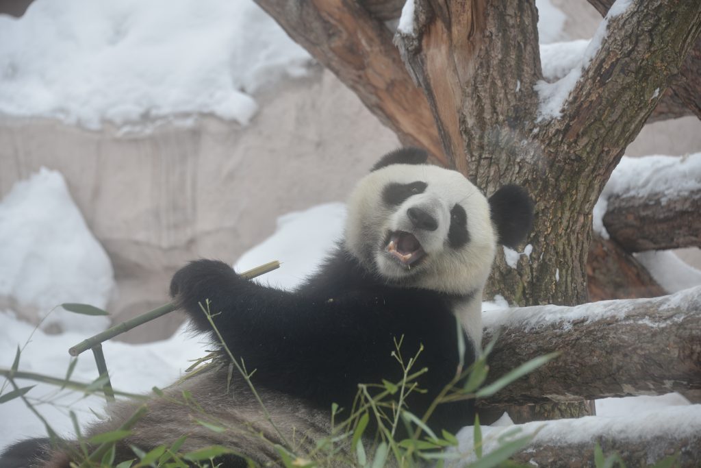 Международный день панд отметили в Московском зоопарке