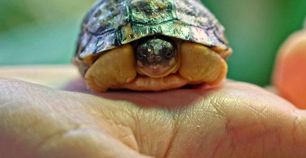 Единственная в своем роде: редкая лучистая черепаха появилась на свет в Московском зоопарке