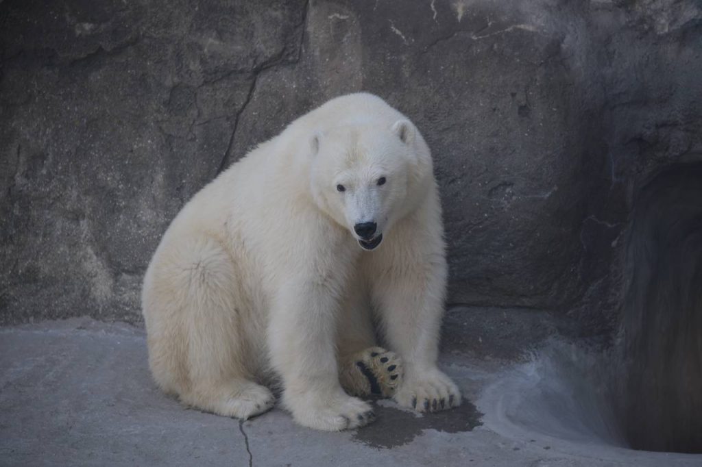 Белого медведя Диксона обучили новому упражнению в Московском зоопарке