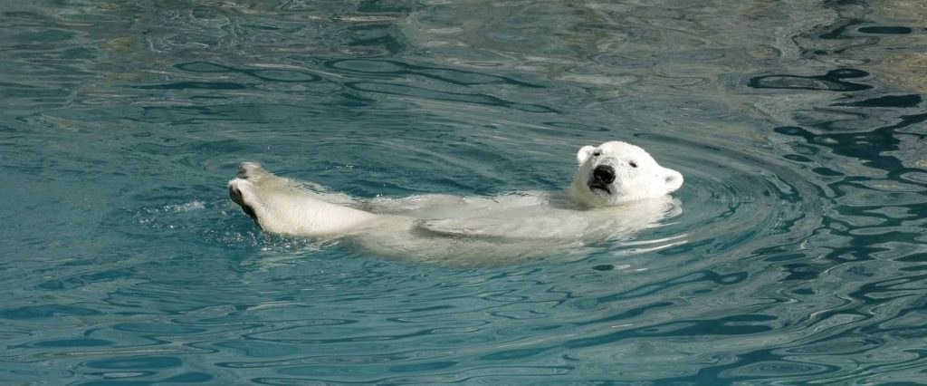 Добро пожаловать в семью: белая медведица Айка поселилась в Московском зоопарке