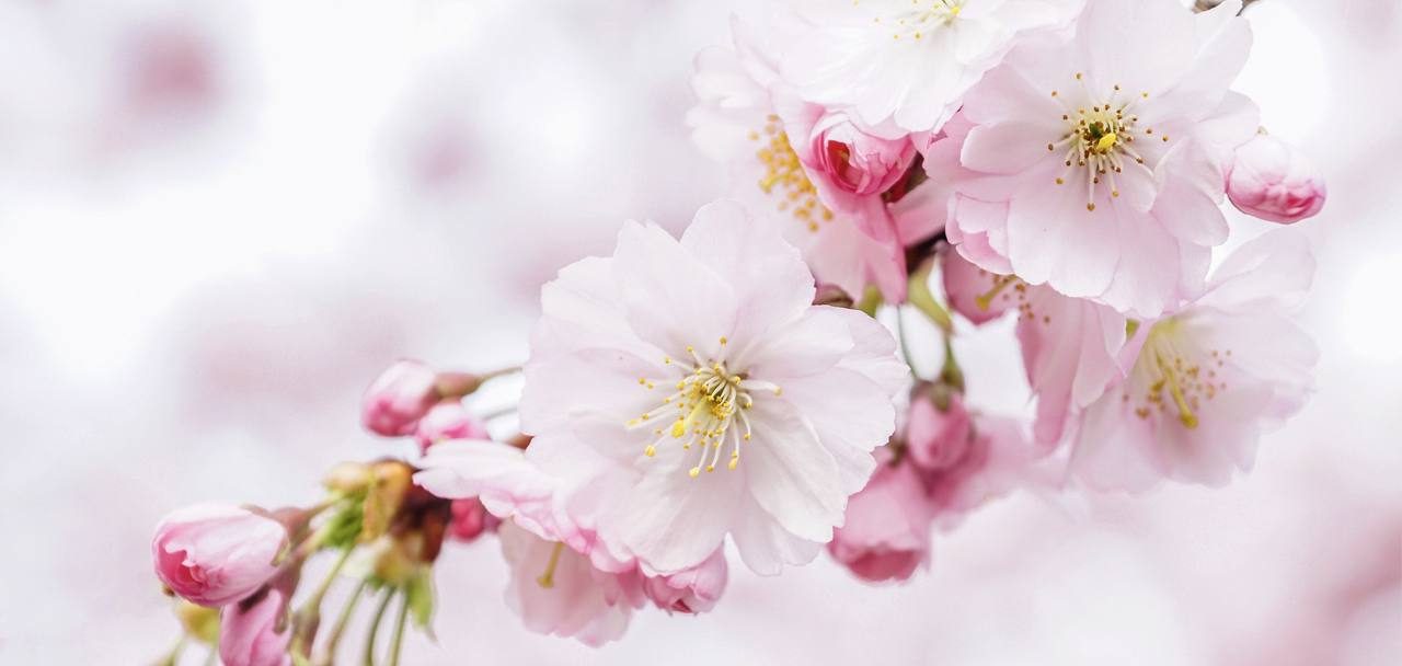 Растение также имеет названия «вишня сахалинская» и «вишня Саржента». Фото: pixabay.com