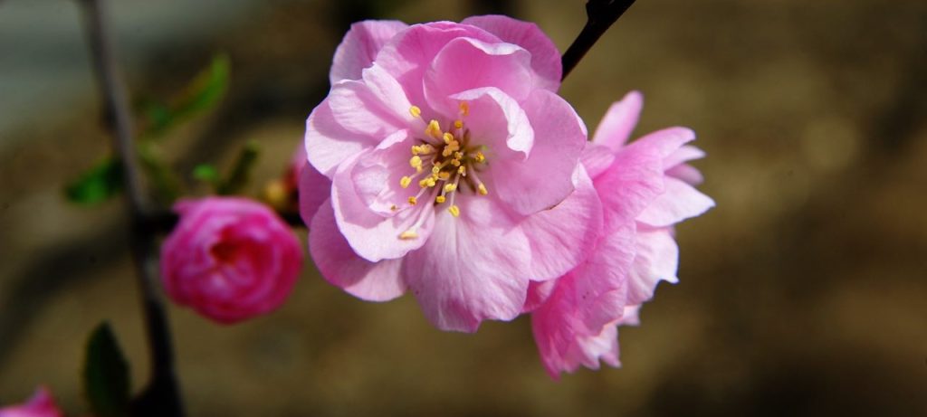 Дерево влюбленных: розовая черемуха расцвела в Ботаническом саду МГУ