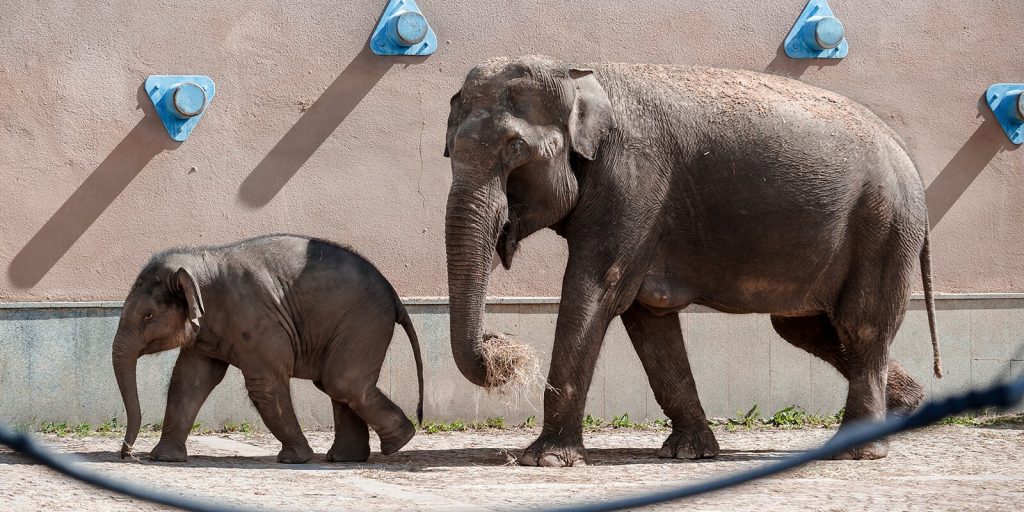 Катание с горки и чувство невесомости: песок для слонов обновили в Московском зоопарке