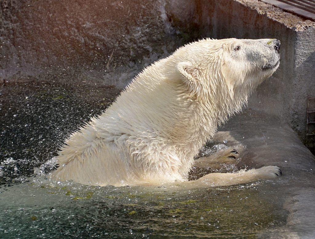Нестандартные методы используют для реабилитации белого медведя Диксона в Московском зоопарке