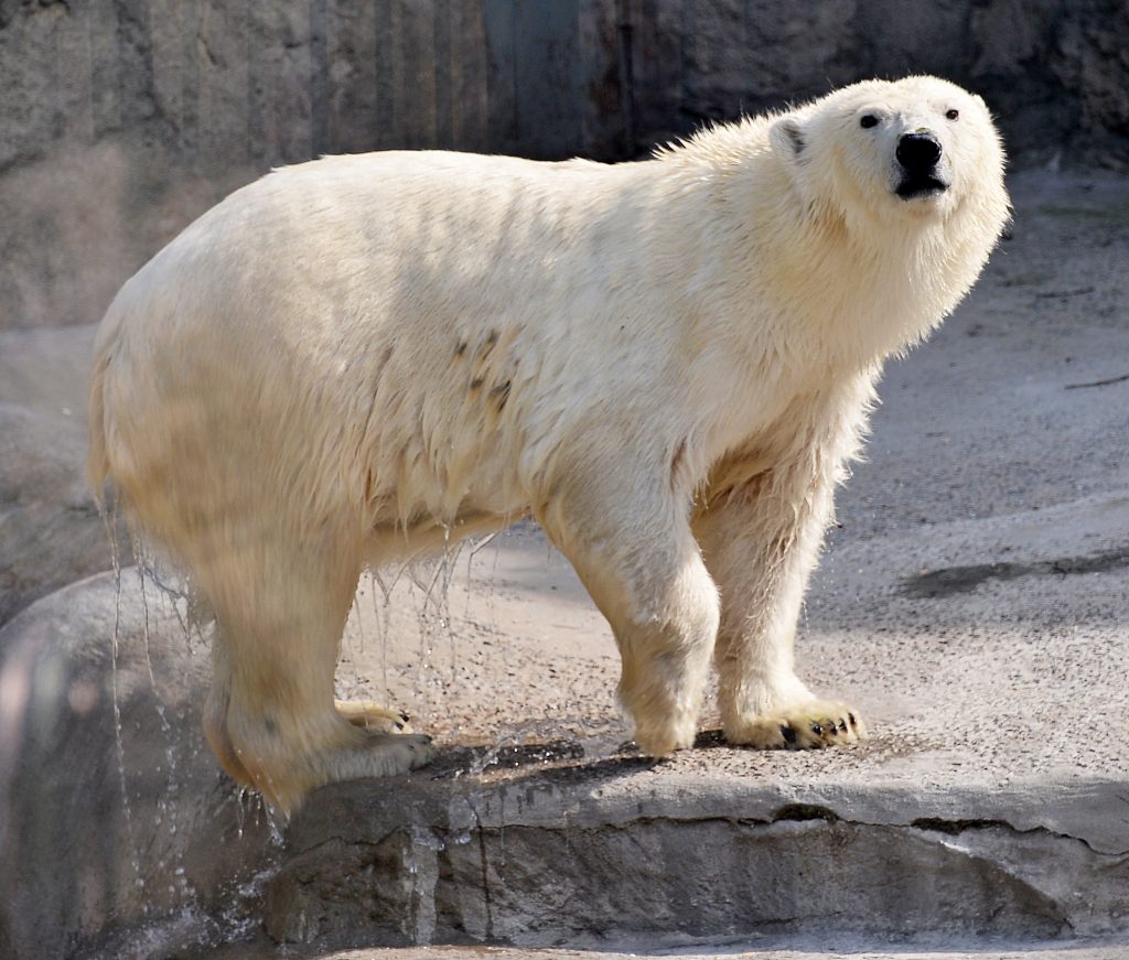 Старательный наш: травмированный белый медведь Диксон научился новым упражнениям в Московском зоопарке