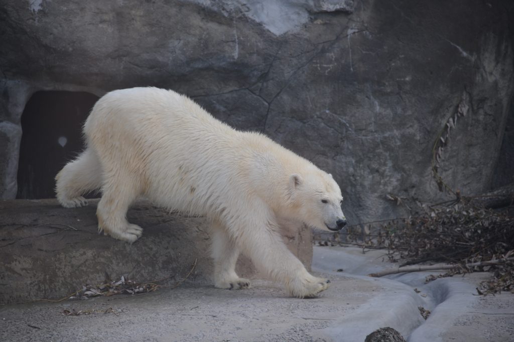 Киперы Московского зоопарка рассказали о состоянии белого медведя Диксона