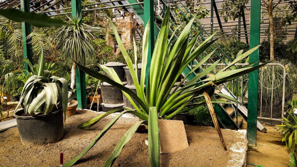 Специалисты Ботанического сада МГУ рассказали о ходе строительства обновленной экспозиции