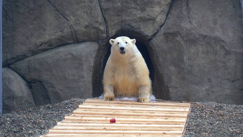 Мишка-непоседа: в Московском зоопарке рассказали о занятии медведя Диксона во время дождей