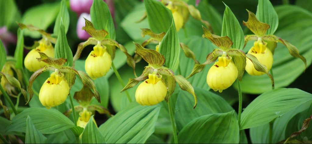 Редкие краснокнижные орхидеи расцвели в Ботаническом саду МГУ