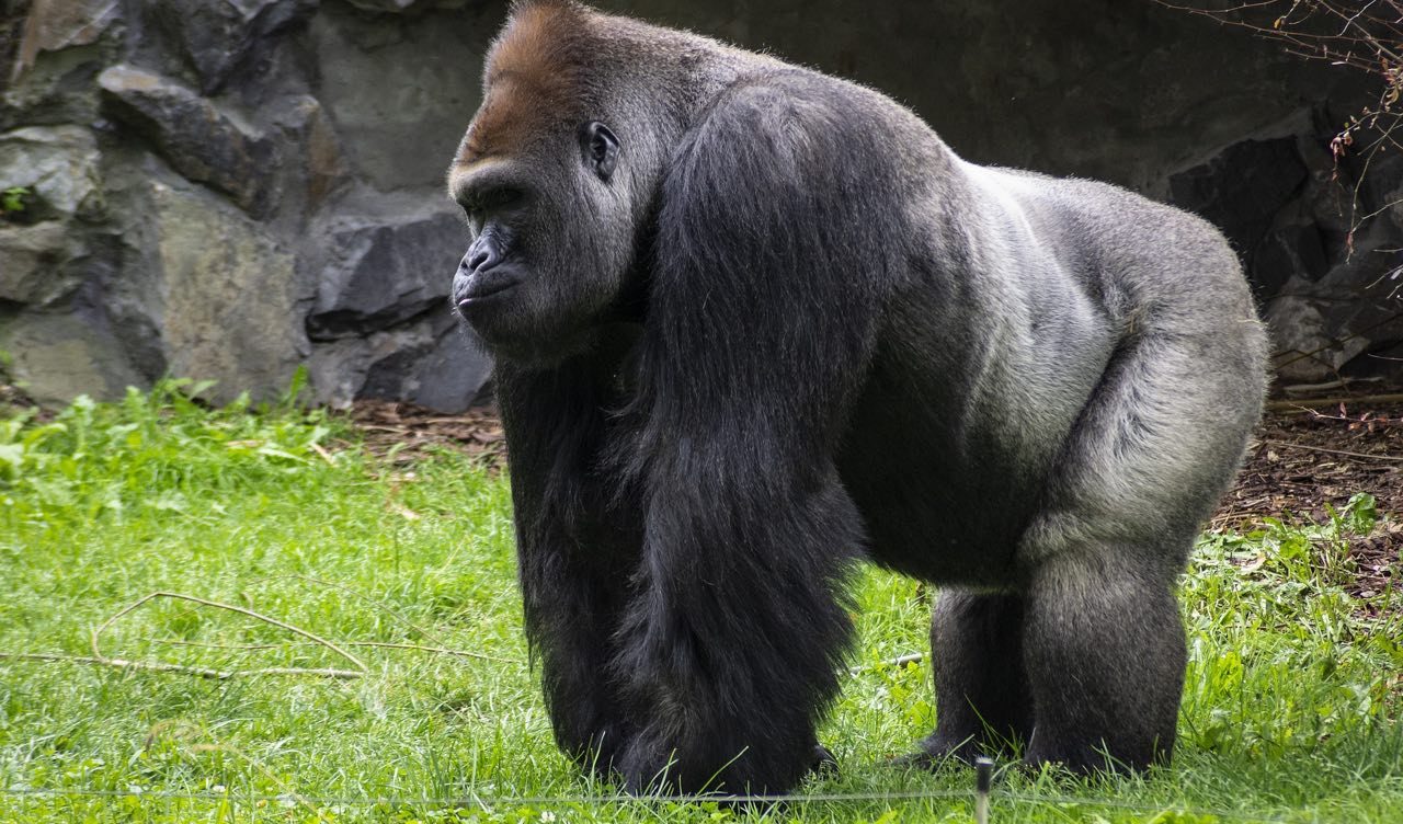 В ближайшее время горилл будут выпускать лишь на три часа. Фото: pixabay.com