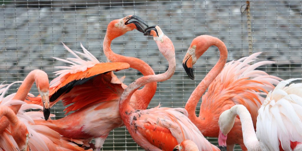 Фламинго Московского зоопарка переселили в летний вольер на Большом пруду