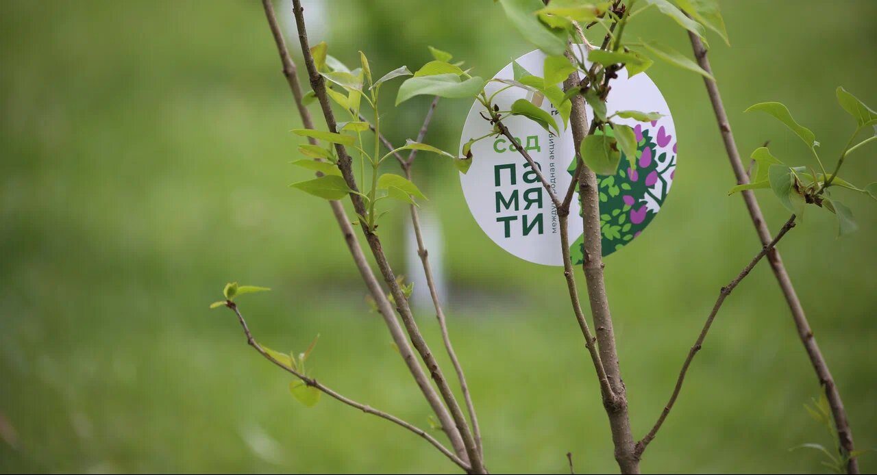 В этом году высадят деревья в честь солдат, принимавших участие в специальной военной операции. Фото: пресс-служба «Сада памяти»
