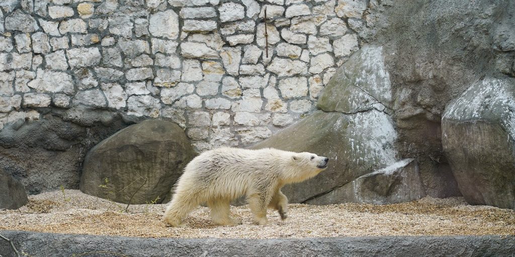 Белая медведица Айка из Московского зоопарка прошла карантин и вышла в вольер