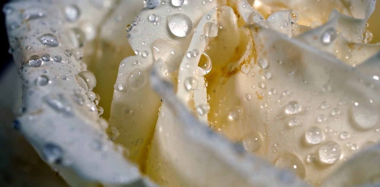 Посетители могут найти цветок в дендрарии сада рядом с 215-летним дубом Гофмана. Фото: pixabay.com