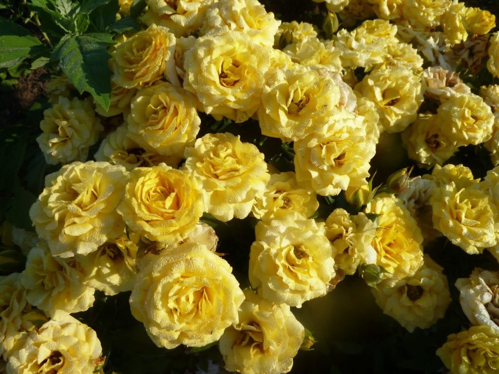 Королевская выставка: экспозицию с сотней сортов роз откроют в «Аптекарском огороде»