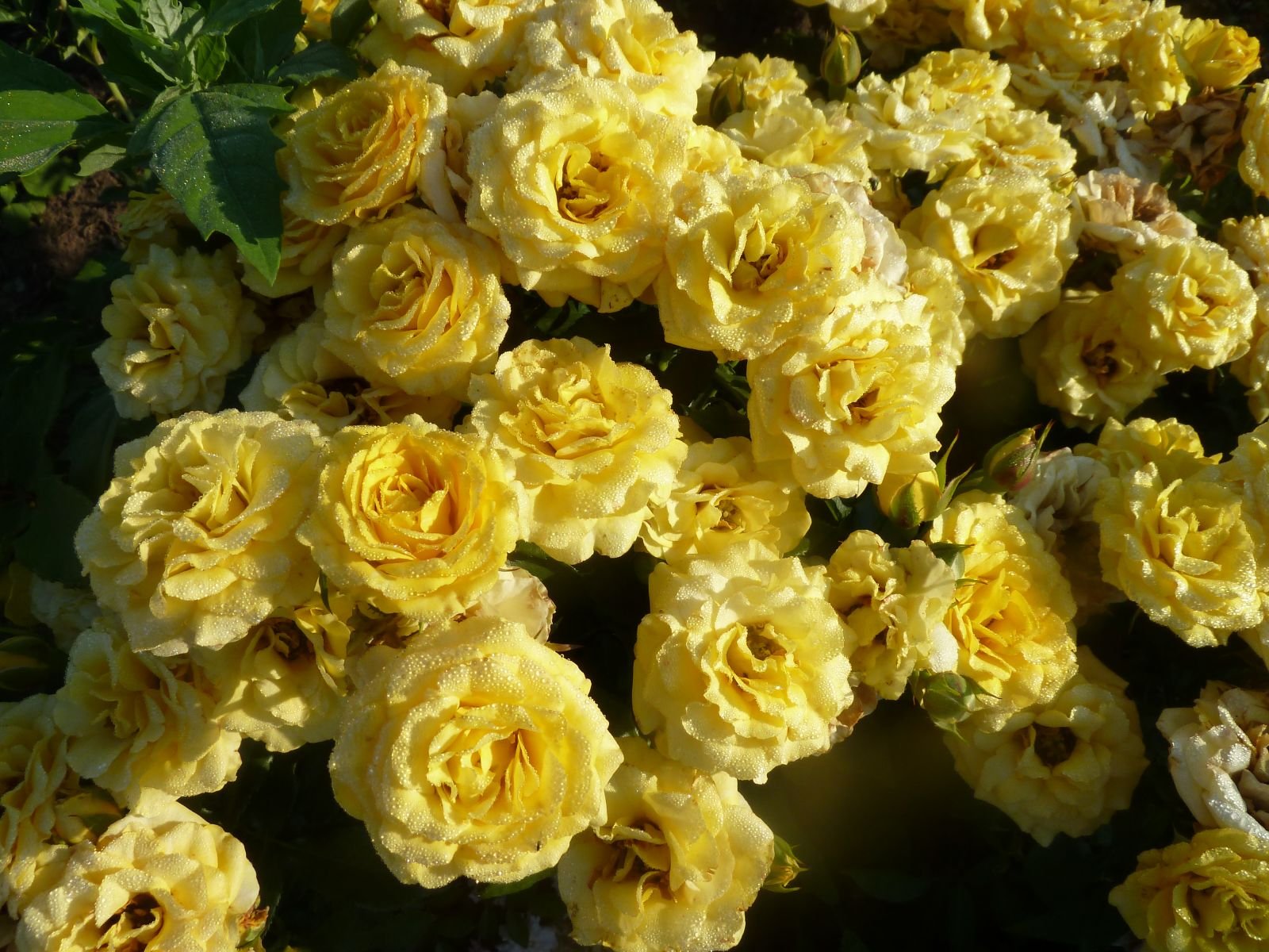 Лучшие садоводы столицы представят разнообразные группы садовых роз. Фото: пресс-служба «Аптекарского огорода»
