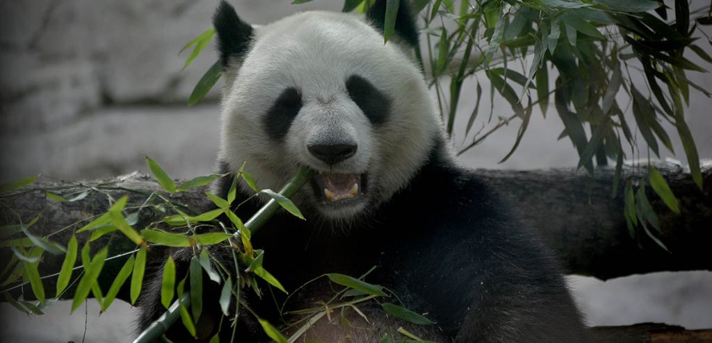 Ветеринарный осмотр панды прошел в Московском зоопарке
