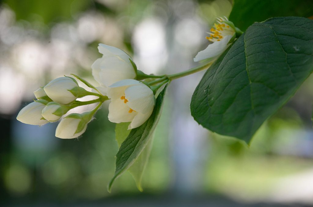 Цветение садового жасмина началось в Ботаническом саду МГУ