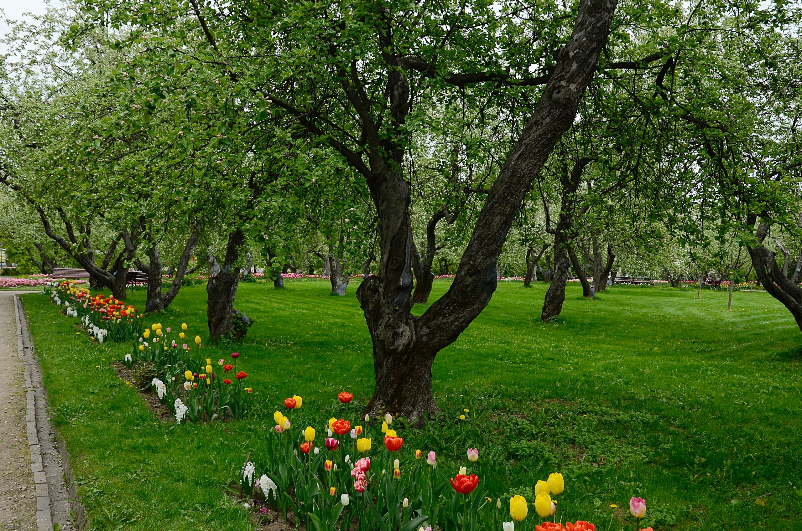 Здесь работает зона бесплатного WI-FI, а на всей территории установили живые изгороди, цветники и деревья. Фото: Анна Быкова, «Вечерняя Москва»
