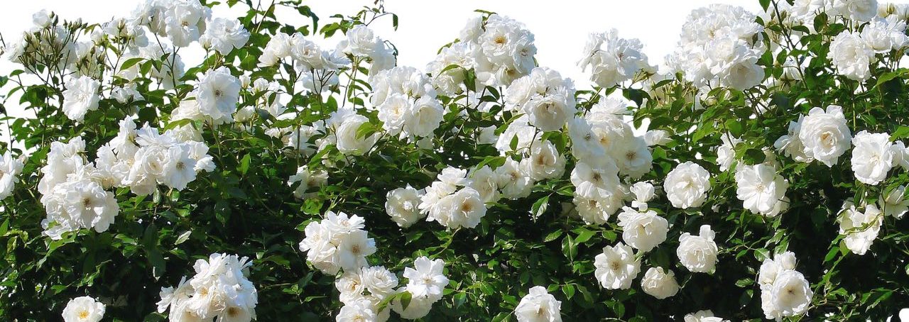 Посетители могут найти цветок в дендрарии сада рядом с 215-летним дубом Гофмана. Фото: pixabay.com