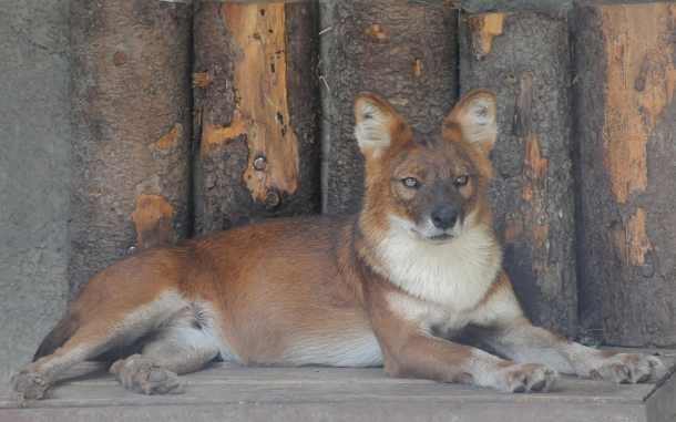 Жизнь красных волков в Московском зоопарке, или в каких условиях они содержатся