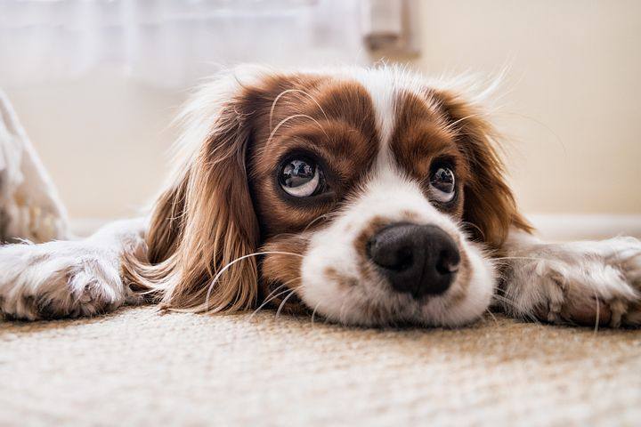 Посетить экспресс-услуги грумеров и консультацию ветеринара москвичи смогут по предварительной регистрации. Фото: pixabay.com