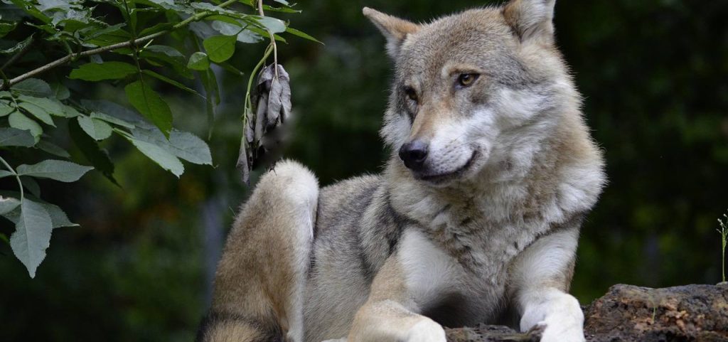 Волки Московского зоопарка подготовились к летнему сезону