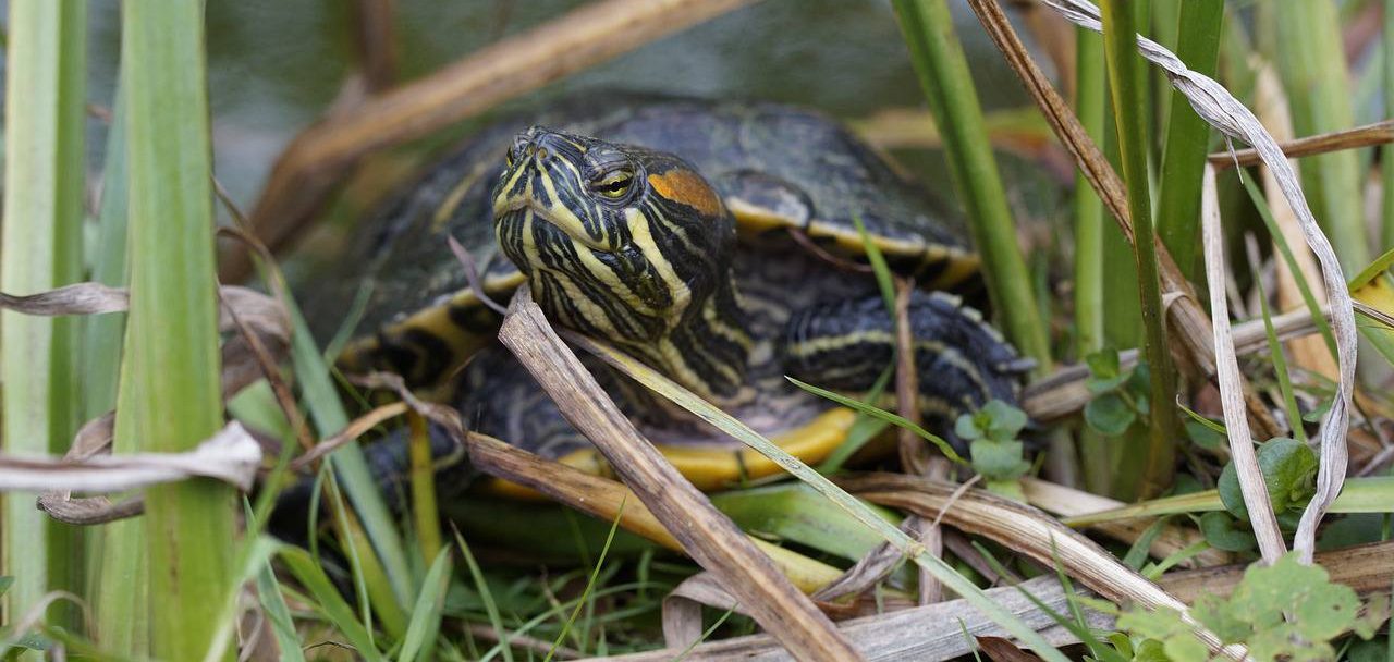 Теперь черепахи до наступления холодов будут жить в водоеме, которых находится у Восточного входа.