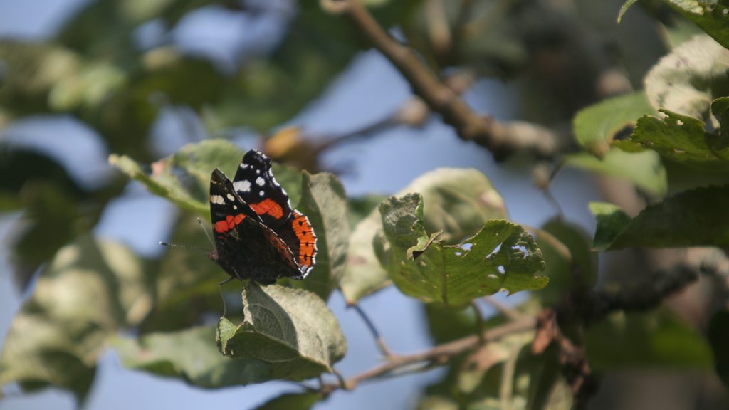 Около 15 видов бабочек зафиксировали на природных территориях Москвы