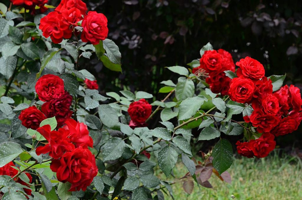 Розы из разных стран: выставка цветов пройдет в биомузее