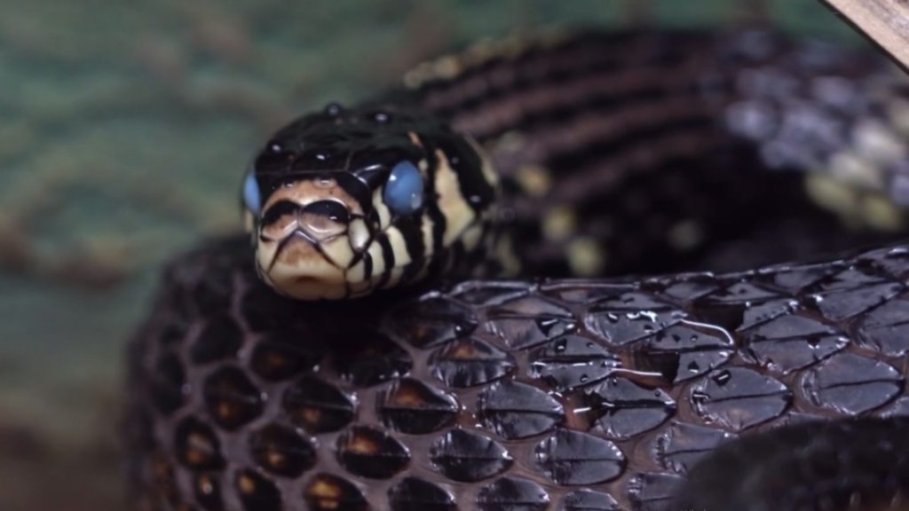 Лунные камни: Московский зоопарк показал змею-куроеда во время линьки