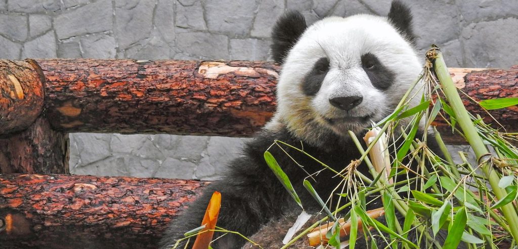 Медвежьи радости: день рождения панды отметят в Московском зоопарке