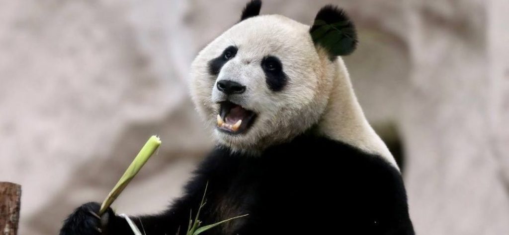 Долгожданная встреча: панды Жуи и Диндин Московского зоопарка познакомились