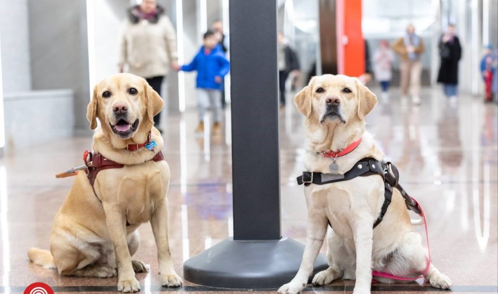 Собака лучший друг человека, или Выставка о собаках-проводниках открылась в метро