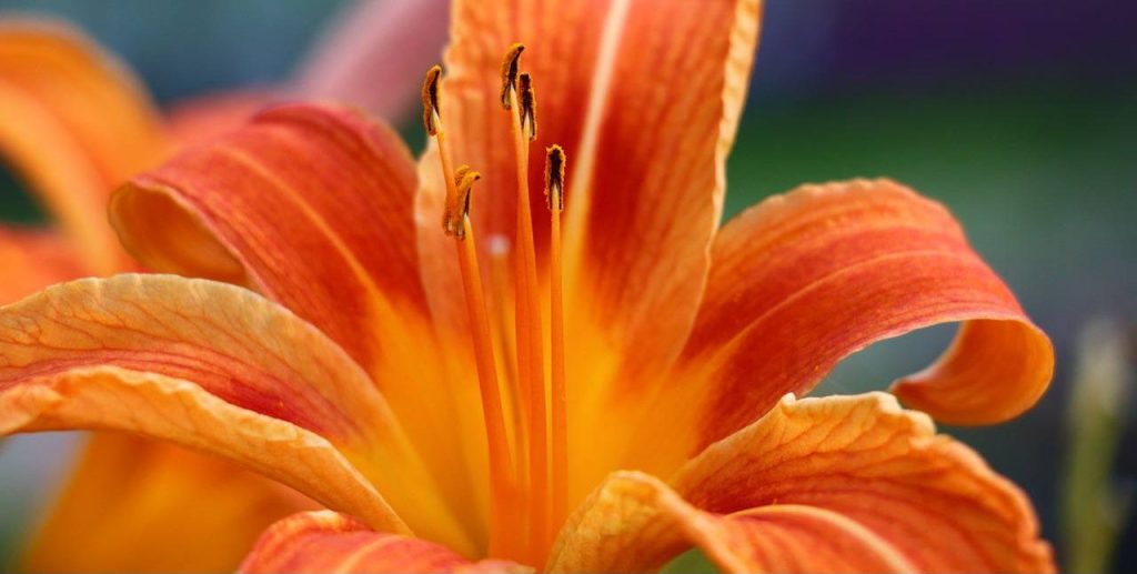 Неповторимые формы и уникальный цвет: выставка лилейников стартует в Ботаническом саду МГУ