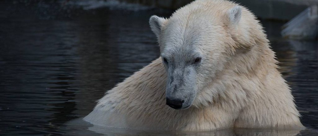 Жаркие дни: о летнем досуге белого медведя Диксона рассказали в Московском зоопарке