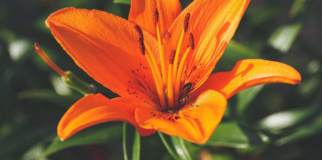 От смородины до лилий: персональные выставки лучших цветоводов Москвы пройдут в Ботаническом саду МГУ