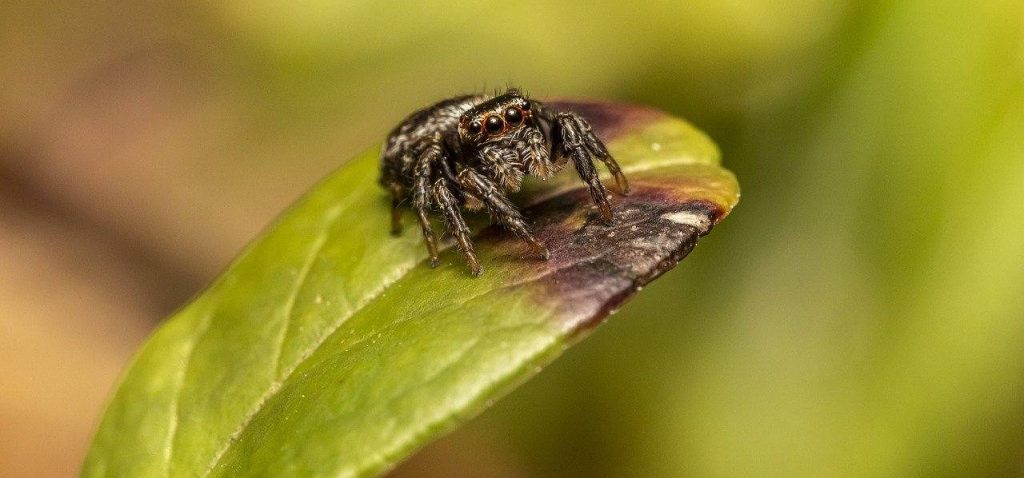Завораживающая «Арахноландия», или Как живут паукообразные в Московском зоопарке