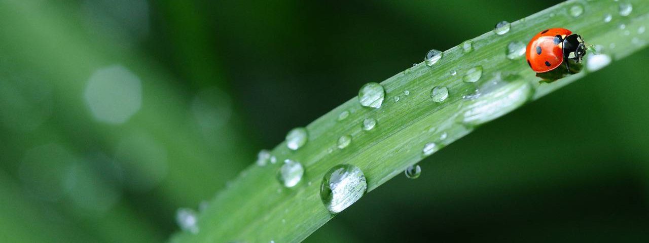 В первой зоне расположены растения, которым нравятся подтопления и влажный субстрат. Фото: pixabay.com