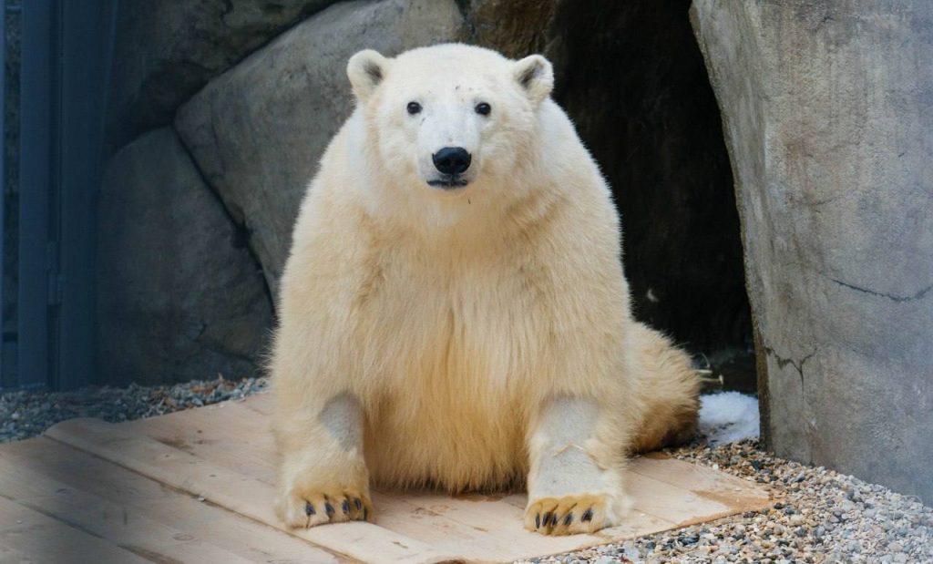 В летний сезон любимое лакомство белого медведя — веточный корм. Фото: Telegram-канал Московского зоопарка