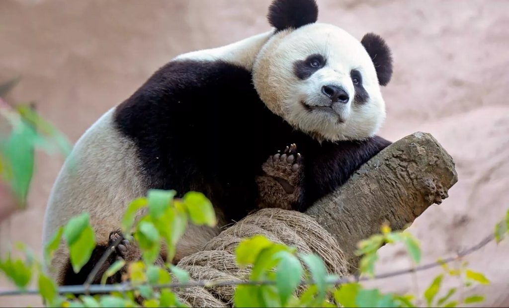 Уникальное событие: Первый в истории России малыш большой панды родился в Московском зоопарке