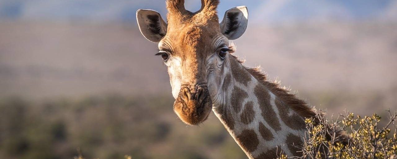 30 лет для жирафа — это очень пожилой возраст. Фото: pixabay.com